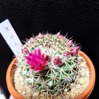 サボテン桃花丸🌵少し蕾がほころんでき「多肉植物とサボテン」の