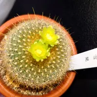サボテン 黃雪晃黄緑色の花が可愛い「多肉植物とサボテン」のアルバム