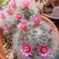 可愛いピンクの花を咲かせるサボテン🌵「サボテン🌵」のアルバム