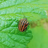 アカスジカメムシ赤地に黒のストライプ生物や昆虫やいろいろ