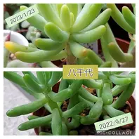 ◇八千代◇ずーっと緑のままかと思ってい「多肉植物」のアルバム