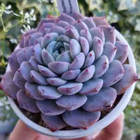 ◇アメイジンググレイス◇「多肉植物」のアルバム-みんなの趣味の園芸