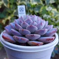◇アメイジンググレイス◇「多肉植物」のアルバム-みんなの趣味の園芸