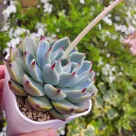 ペルシア　多肉植物 ◇ペルシア◇綺麗なグラデーションに紅葉「多肉植物」のアルバム