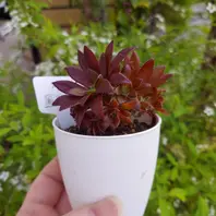 ◇コーニッシュトリビュート◇「多肉植物」のアルバム-みんなの ◇コーニッシュトリビュート◇「多肉植物」のアルバム-みんなの
