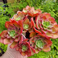 ◇ノーブル・群生◇今が1番綺麗✨✨✨❤️💚「多肉植物」のアルバム