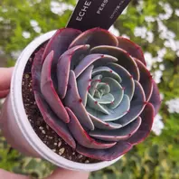 ペルシア　多肉植物 ペルシアの成長記録💜🌹｜🍀GreenSnap（グリーンスナップ）