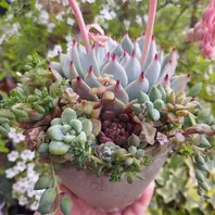 ◇ペルシア◇綺麗なグラデーションに紅葉「多肉植物」の ◇ペルシア◇綺麗なグラデーションに紅葉「多肉植物」の