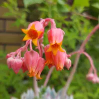 ◇ラブリーローズ錦◇紅葉して、まるで桜「多肉植物」の