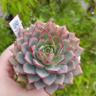 ◇ラブリーローズ錦◇紅葉して、まるで桜「多肉植物」の ◇ラブリーローズ錦◇紅葉して、まるで桜「多肉植物」の
