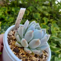 ◇ラブリーローズ錦◇紅葉して、まるで桜「多肉植物」の
