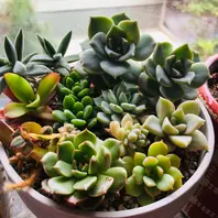 デレッセーナ「多肉植物③」のアルバム-みんなの趣味の園芸1919279