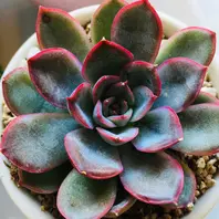 ヘラクレス赤くなってきました「多肉植物③」のアルバム-みんなの趣味