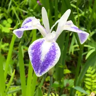 カキツバタ 雲井の鶴とても美しいカ「庭の花便り 5月」のアルバム