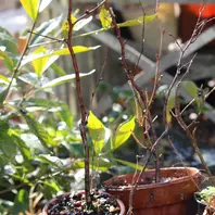 白樺剪定枝からの鉢植え「鉢植え、挿し木など（父さん作・2022/6月 