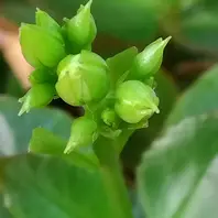 カランコエの蕾。「多肉・観葉植物」のアルバム-みんなの趣味の園芸1817867