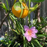 ライチ篤姫鉢植えの果樹｜アルバム写真-みんなの趣味の園芸2257520