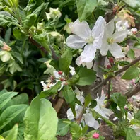 果樹 白い花 緑の葉 白い花がたくさん😍「鉢植えの果樹」のアルバム-みんなの趣味の園芸1921745