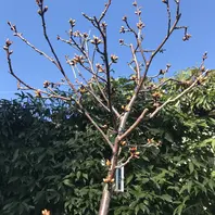 雲竜富士桜.湖上の舞Ⅱ5分咲き28年3月「サクラ」のアルバム 雲竜富士桜.湖上の舞Ⅱ5分咲き28年3月「サクラ」のアルバム
