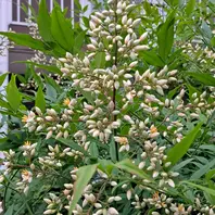 100％品質 矢車草(薄紫色)花壇に地蒔きした矢車「我が家の庭の花」の その他