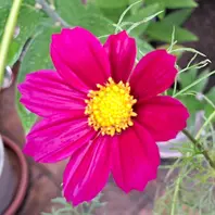 素敵な 矢車草(薄紫色)花壇に地蒔きした矢車「我が家の庭の花」の チャーム