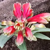 矢車草(薄紫色)花壇に地蒔きした矢車「我が家の庭の花」の