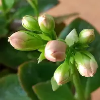 カランコエ蕾が大きくなりました。開花「多肉・観葉植物」の