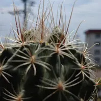 蕾が尖ってきてる🌵🌱🌵「さぼてんさん」のアルバム-みんなの趣味の