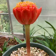 ハエマンサス・コッキネウスHaemanthus「ヒガンバナの仲間