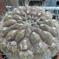 鶴巣丸 テロカクタス属「🌵サボテン🌵」のアルバム-みんなの趣味 鶴巣丸 テロカクタス属「🌵サボテン🌵」のアルバム-みんなの趣味