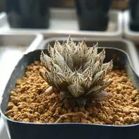 プベスセンスリビダ(ルビスタ)五反田B「うちのハオルチア図鑑」の