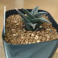 プベスセンスリビダ(ルビスタ)五反田B「うちのハオルチア図鑑」の