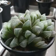 プベスセンスリビダ(ルビスタ)五反田B「うちのハオルチア図鑑」の