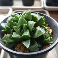 プベスセンスリビダ(ルビスタ)五反田B「うちのハオルチア図鑑」の