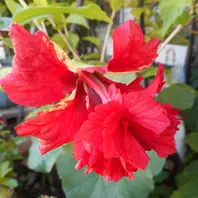 11月4日ポリゴナム「2022年4月～2023年3月までの庭のお花