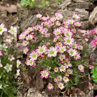 ディモルフォセカの花が次々と咲いてき「わが家の植物たち ディモルフォセカの花が次々と咲いてき「わが家の植物たち