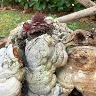 ディモルフォセカの花が次々と咲いてき「わが家の植物たち