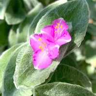 特別価格★【原画】『ディモルフォセカ』（花　植物　犬　チワワ　パピヨン　癒し） 商品紹介 イヌ ほのぼのクローバー ベア＆ドッグ CRISP PUPPY'S