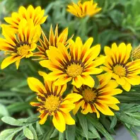 特別価格☆【原画】『ディモルフォセカ』（花 植物 犬 チワワ
