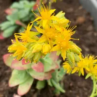 ディモルフォセカの花が次々と咲いてき「わが家の植物たち ディモルフォセカの花が次々と咲いてき「わが家の植物たち