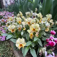 パンジーさま　２枚お纏めページ(a,d) ホントはパンジーは苦手なのにそしてメジロとご飯♪ | silkyさんの