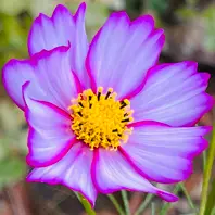 【大注目】 コスモス#Cosmosbipinnatus「庭に咲く花Season18🎵」のアルバム アルバム・スクラップ