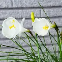 ペチコート水仙・モノフィラス「我が家の草花＆花木等2022-④