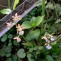 エビネ（夏咲き）の写真-みんなの趣味の園芸1889078