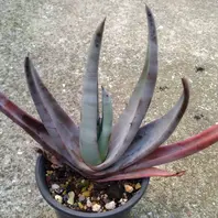 アロエ ミクロスティグマ暑さ寒さに比「アロエ達」のアルバム