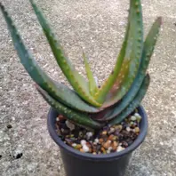 アロエ　ミクロスティグマ大株 アロエ ミクロスティグマ暑さ寒さに比「アロエ達」のアルバム