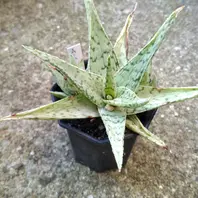 アロエ ミクロスティグマ暑さ寒さに比「アロエ達」のアルバム