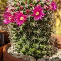 小さなピンク色の花がたくさん咲きそう「多肉植物」の