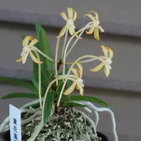 富貴蘭　黄金虫　外れ子（pastakara） 黄花風蘭.ベランダの富貴蘭・風蘭の第「庭・ベランダ瓦版(2022秋