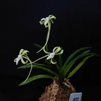 富貴蘭翡翠.メ○カリでお手頃な株を発「庭・ベランダ瓦版(2022秋